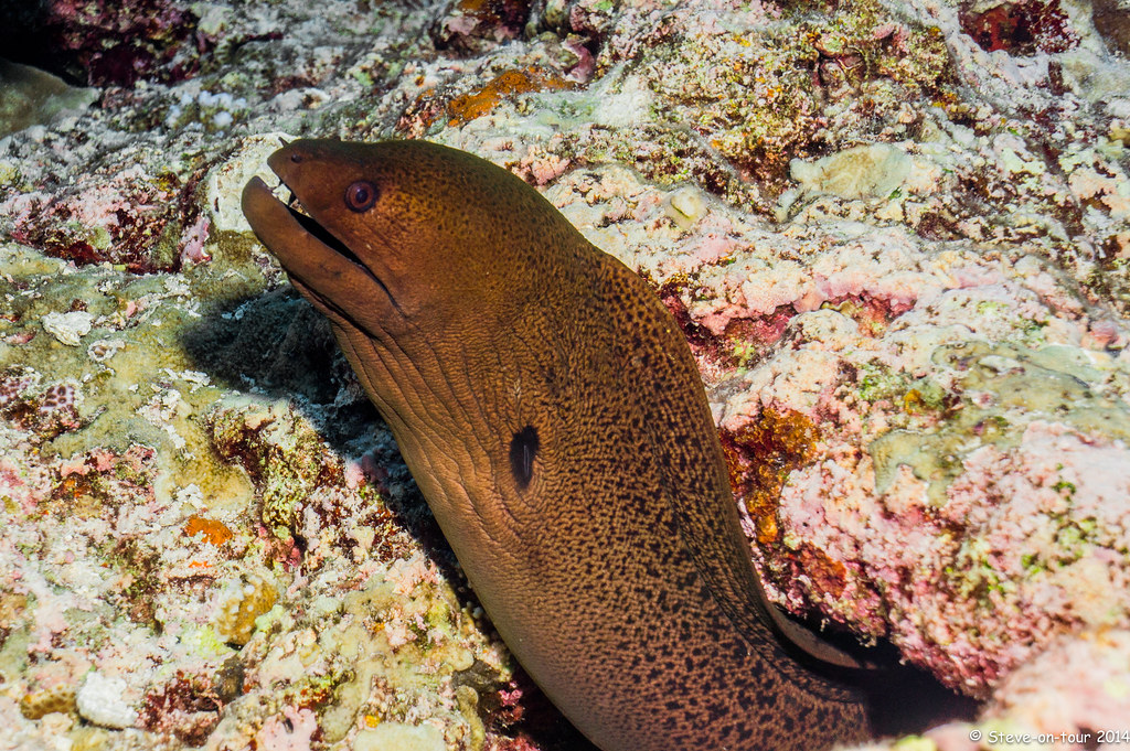 Moray eel hunting Steve Kasch Flickr