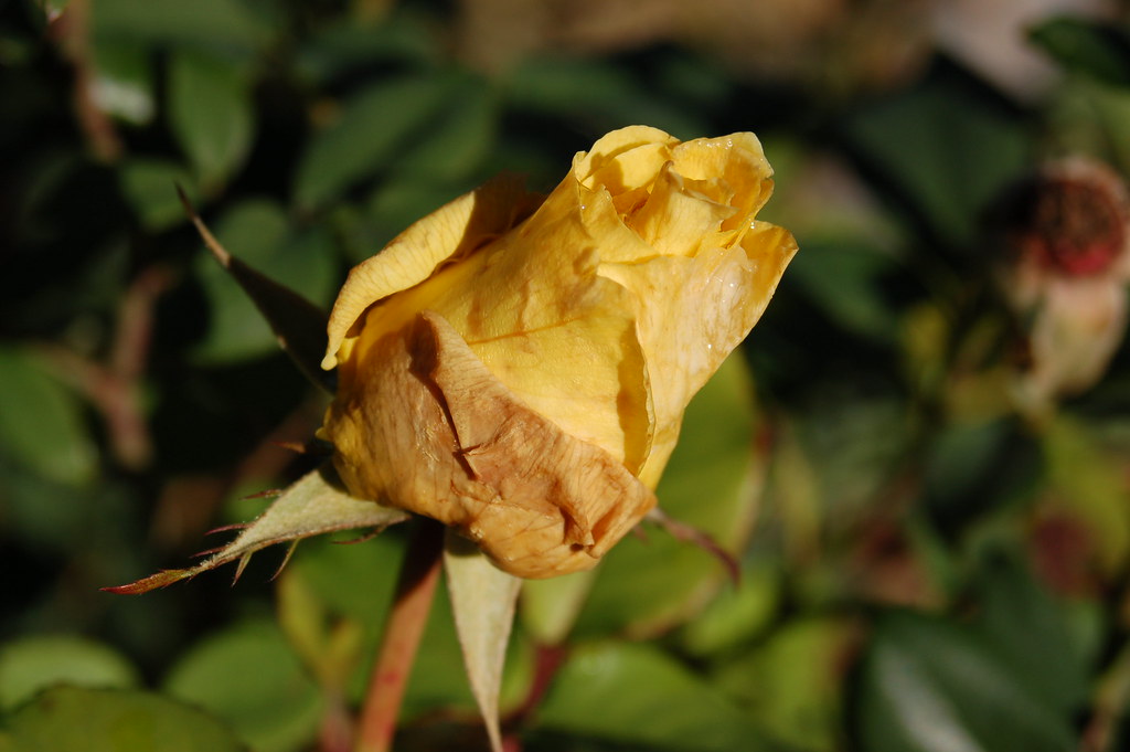 rose dead... in my garden kristi_photography1 Flickr
