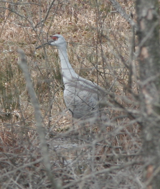 Sandhill crane in brush Rare Pennsylvania visitor that is … Flickr