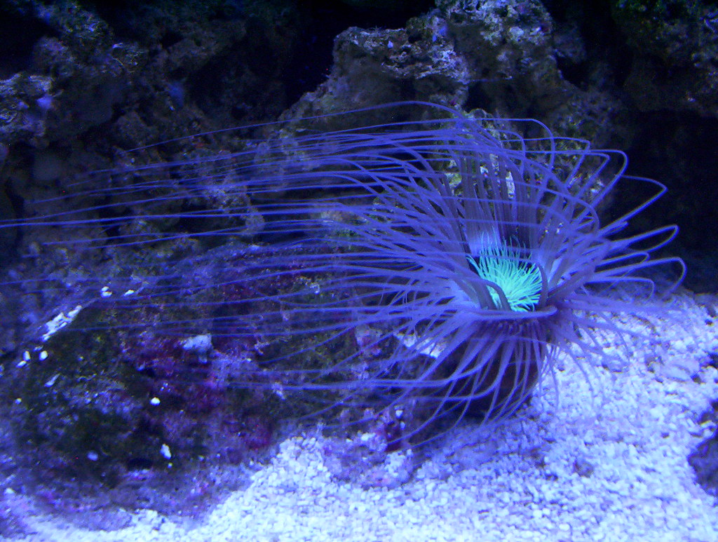 Purple Coral Plant Shedd Chris H Flickr