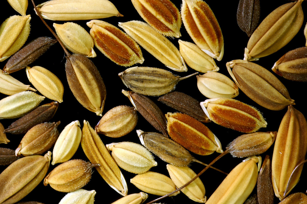 varieties of rice grains The International Rice Genebank (… Flickr