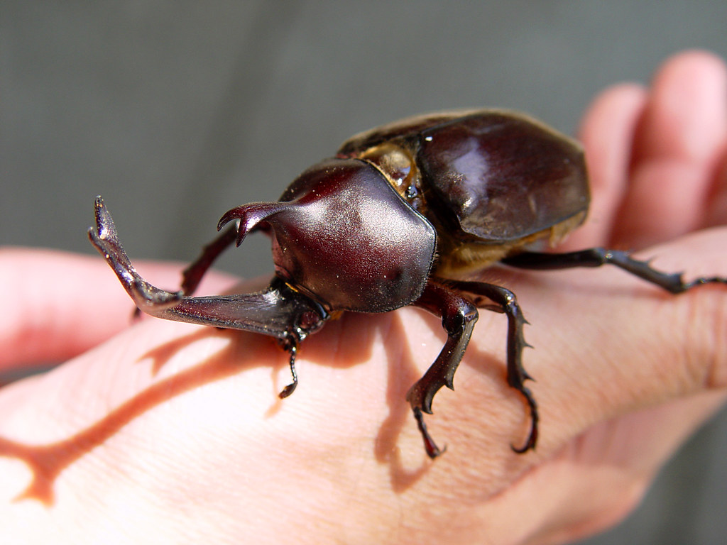 kabutomushi samurai helmet beetle Wesley Chan Flickr