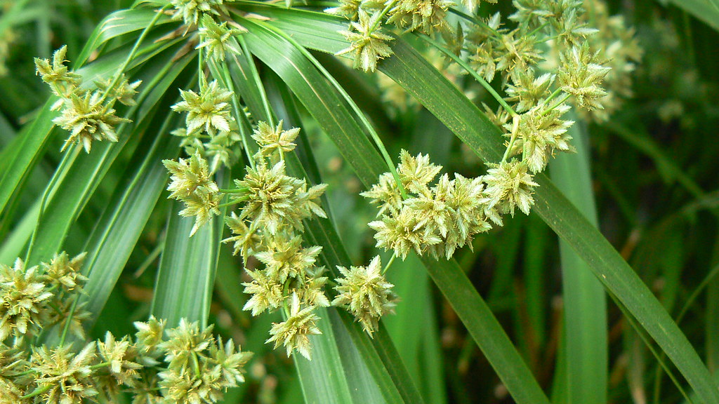 Cyperus alternifolius Common name Umbrella palm, Umbrella… Flickr
