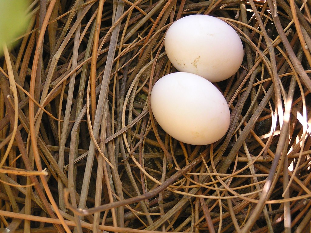 Pigeon eggs Hidden under the plants in our balcony, two pi… Flickr