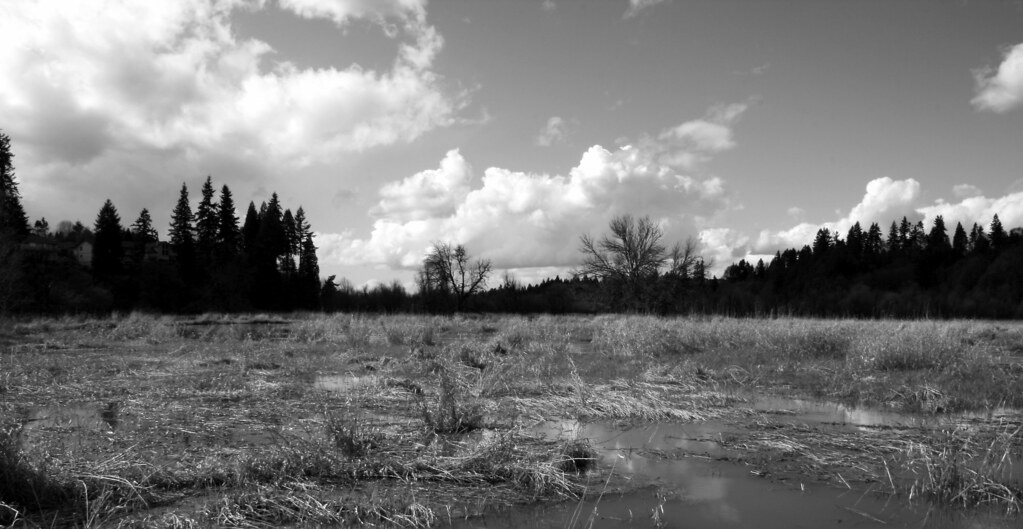 IMG_0107 copy2.jpg The Salmon Creek Creek in Vancouver, WA… Flickr