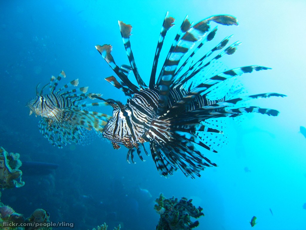Common Lionfish A pair of Common Lionfish (Pterois volitan… Flickr