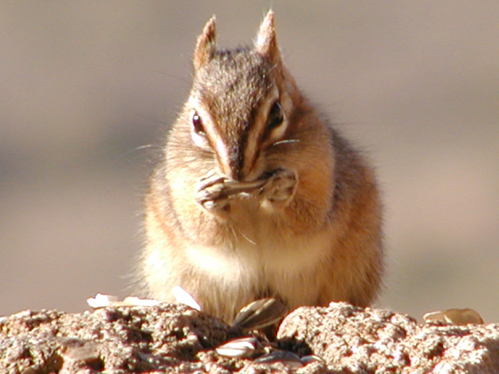 Cliff Chipmunk Cliff Chipmunk on Pass Mountain in Usery Mo… Flickr