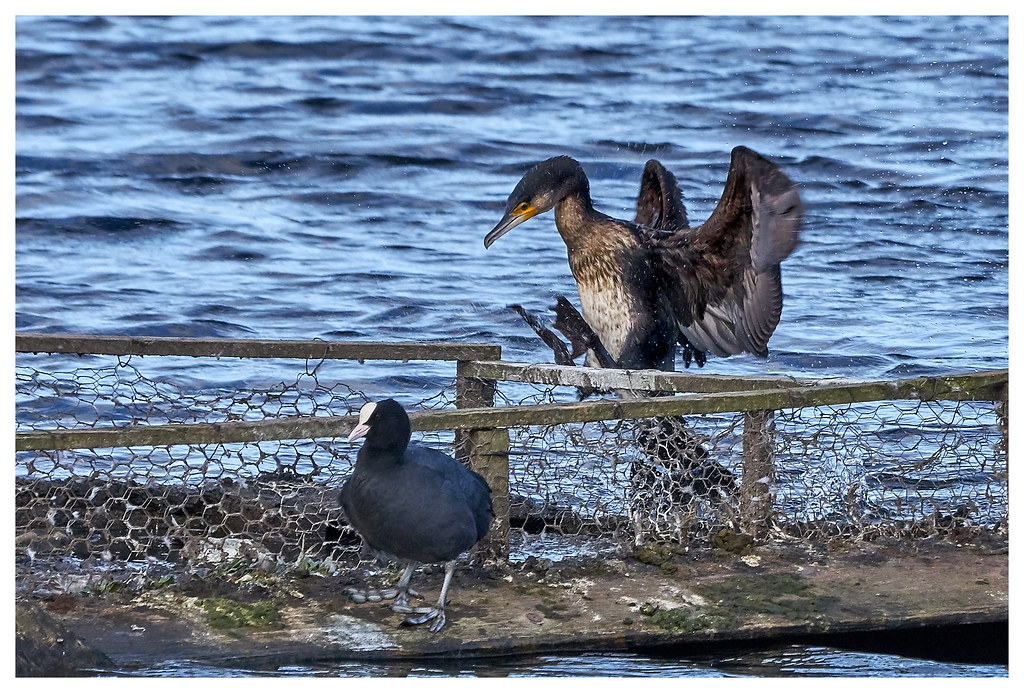 Cormorant And Coot. The Great Fen. Guy Flickr