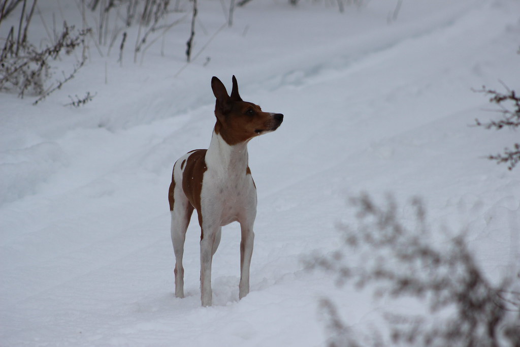 IMG_2910 First Dog Off the Porch Flickr