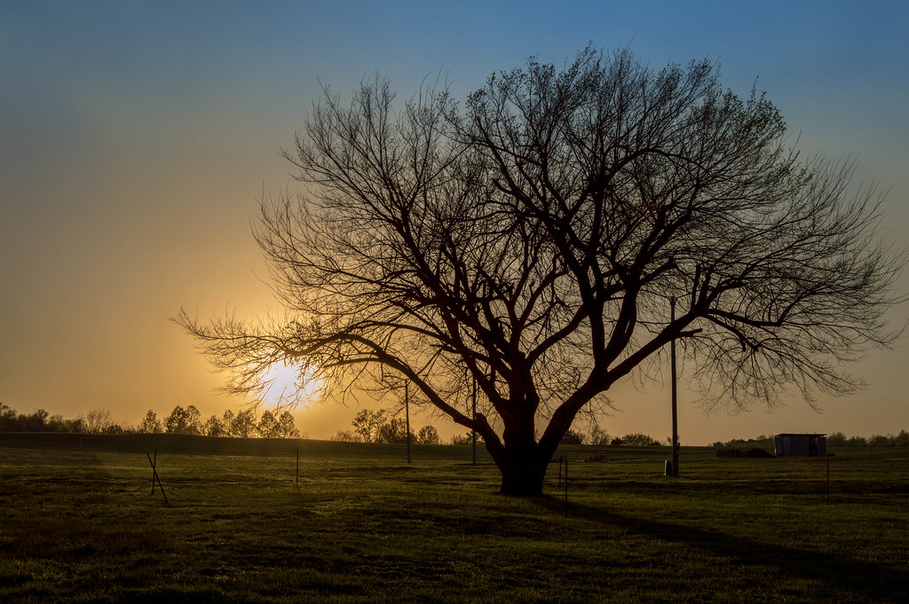 A Sunset Over the Oak (Owasso,Oklahoma) Michael Lanphier Flickr