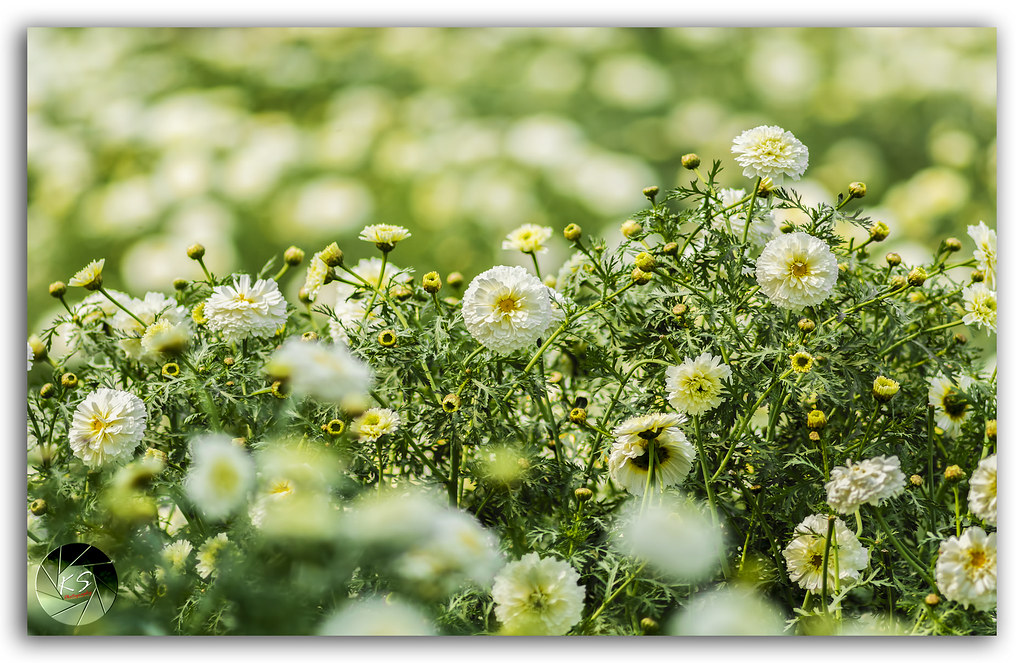 Beautiful field of white flowers! On my shoot for rural im??? Flickr