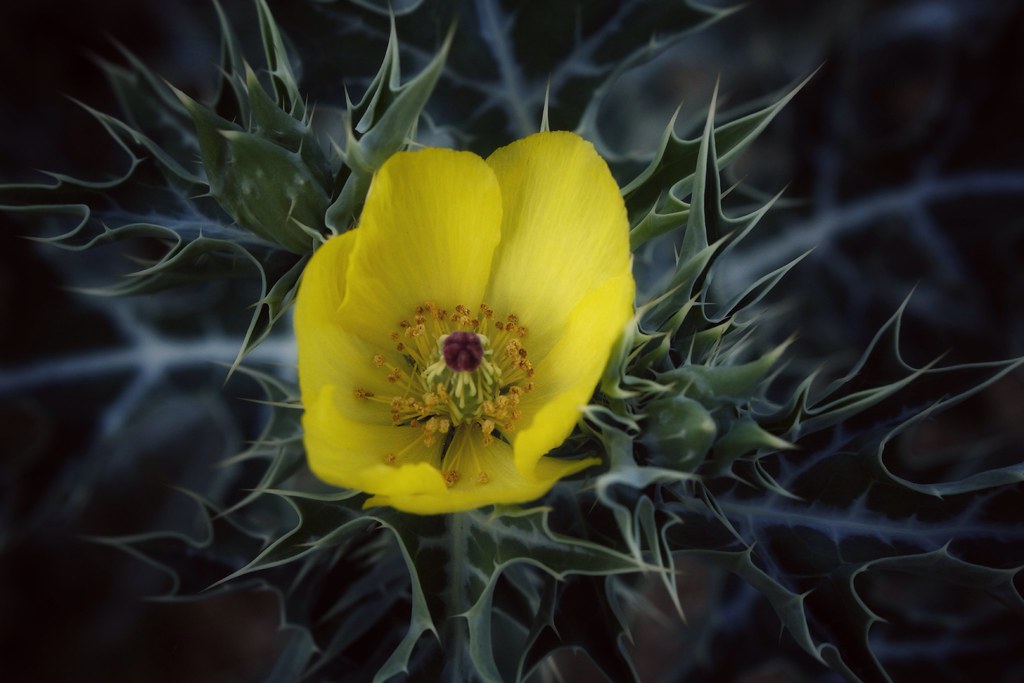 Wild Yellow flower Cherry Dolphy Flickr