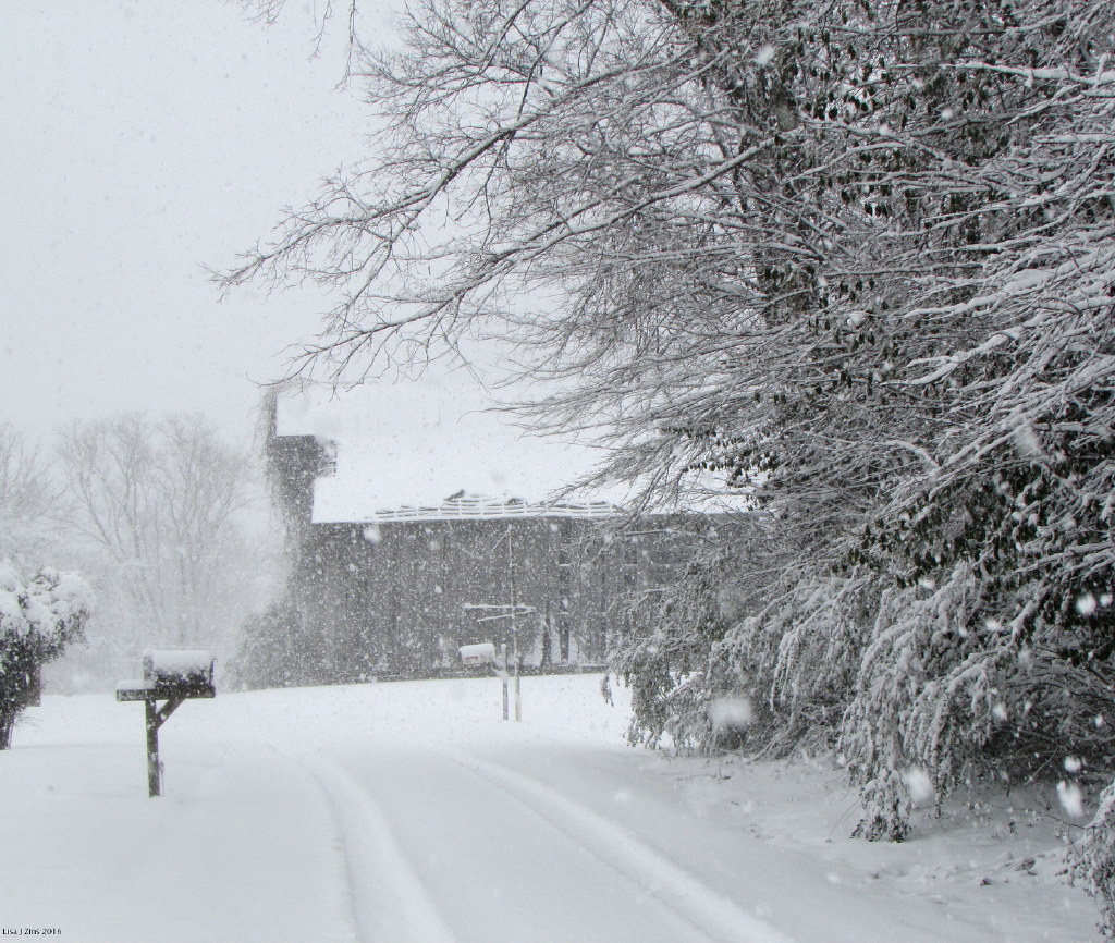 Winter Weather In Tennessee Photos of some of the trees in… Flickr