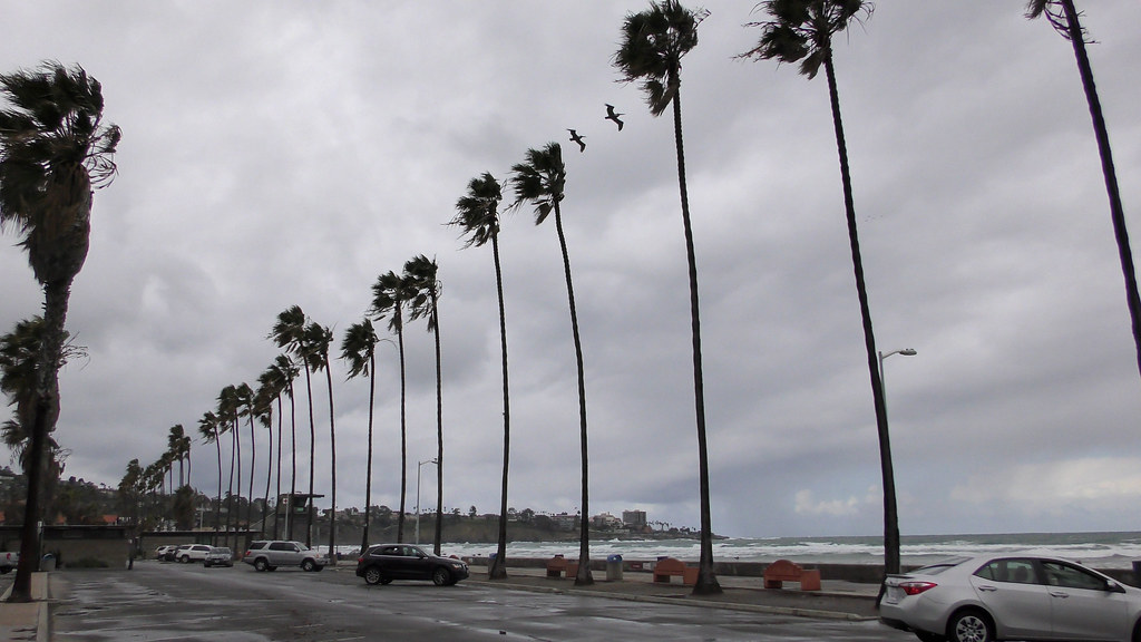 bscenery_la_jolla_shores_palms_wind_pelicans High Winds at… Flickr