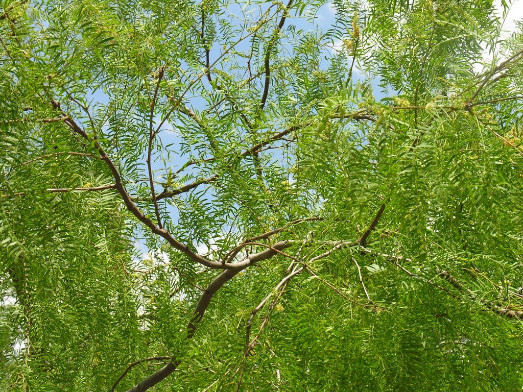 Mesquite Tree My husband and I flew to Las Vegas for a