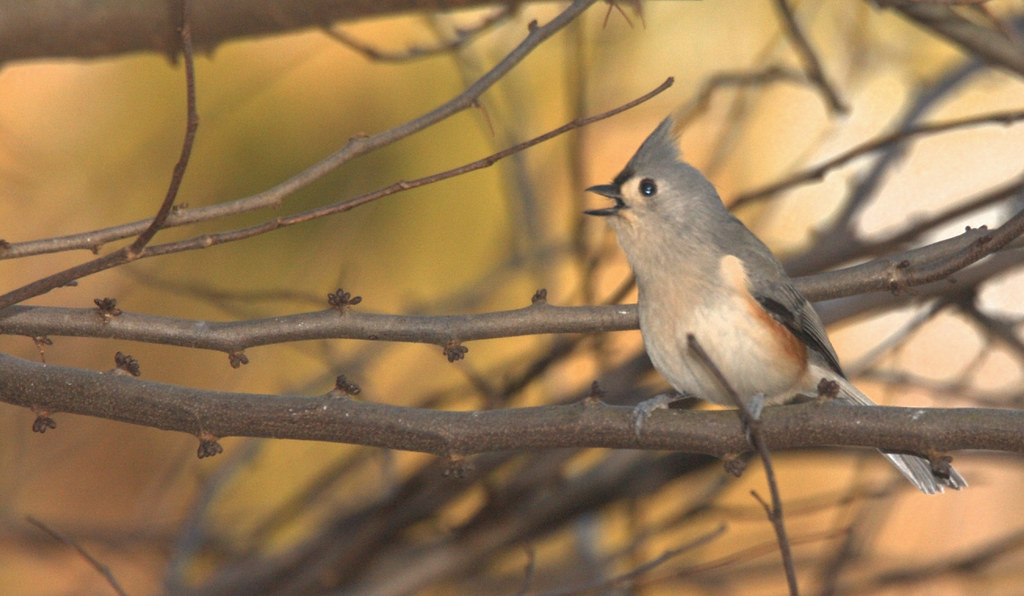 bird | bird in Georgetown, Washington,DC | czzar | Flickr