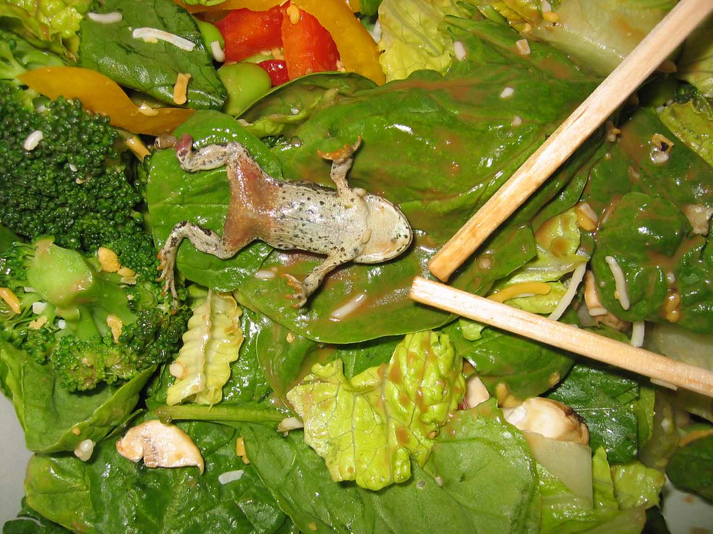 frogSalad Friend finds frog in salad at company cafe. No, … Flickr
