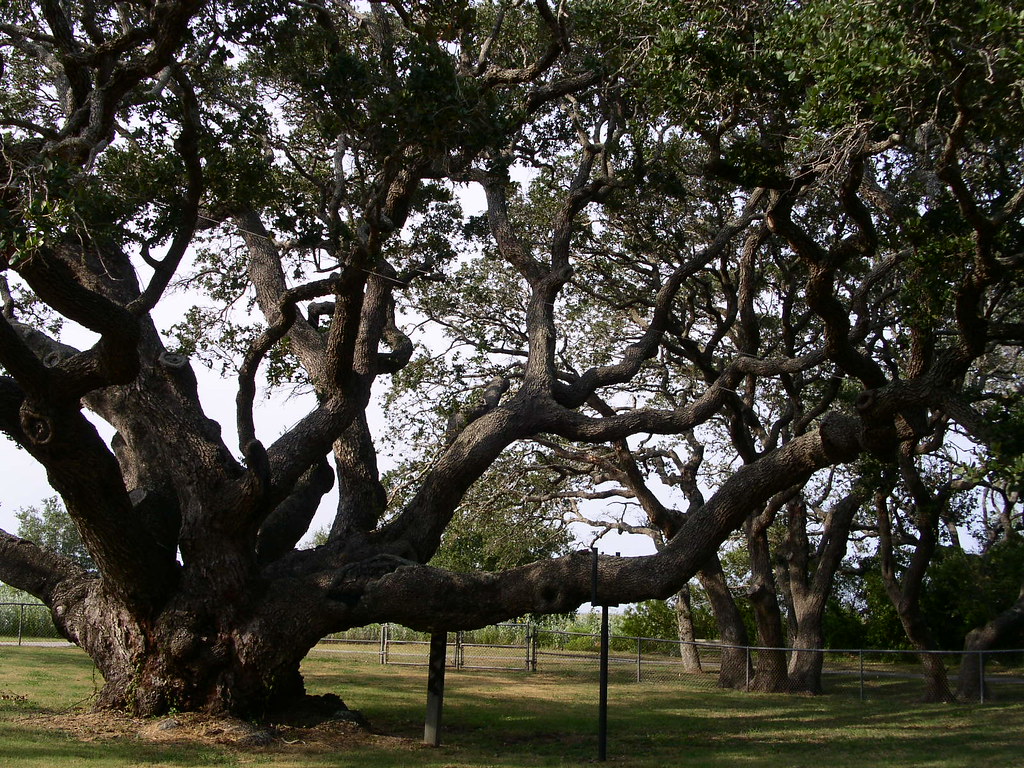 The Big Tree The Big Tree is one of the largest Coastal Li… Flickr