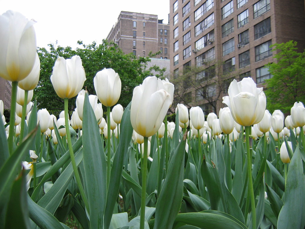 Flowers Flowers near an intersection in the middle of the … Flickr