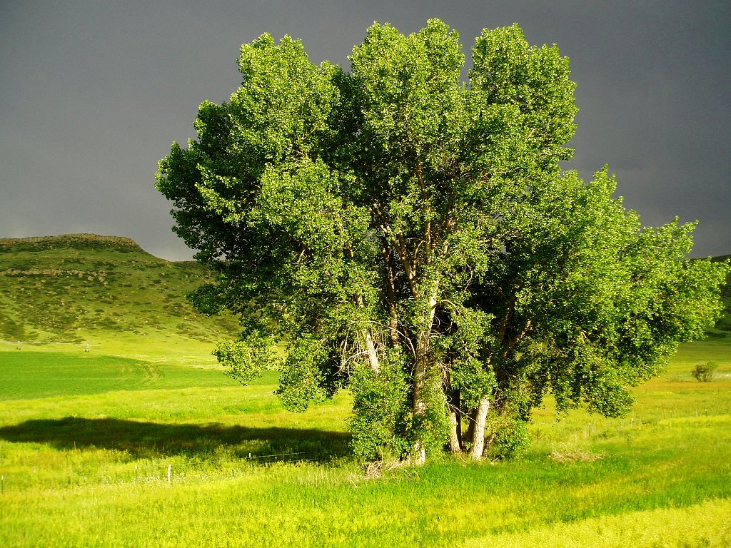 Evening Storm (Tree) Fort Collins, Colorado Greg Younger Flickr