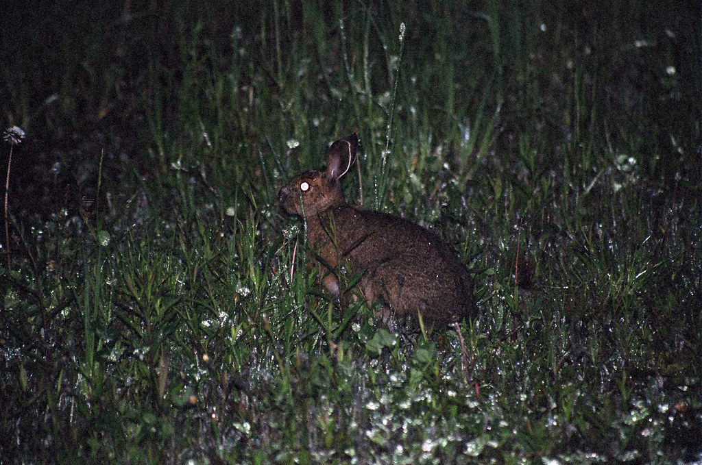Rabbit at night Douglas Smith Flickr