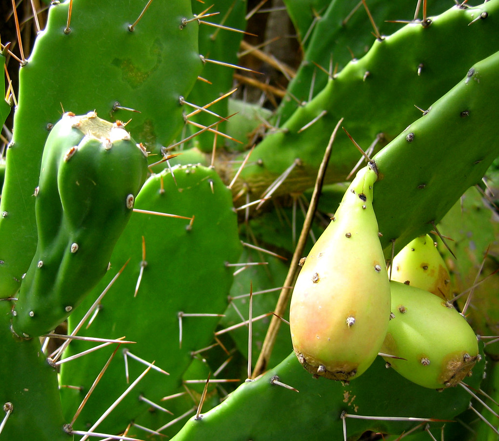 Tuna Fruit Nopal with Tunas rainy city Flickr