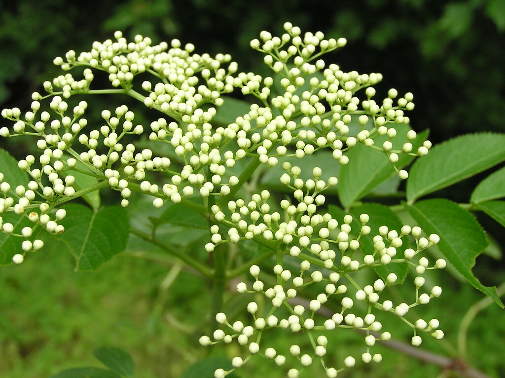 Elderberry buds (Deer are eating half the new sprouts of t… Flickr