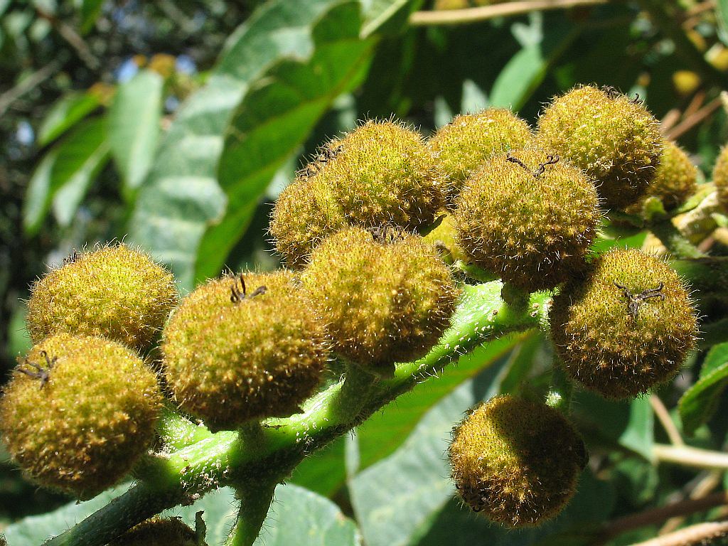 Croton magdalenensis Euphorbiaceae Croton magdalenensis,… Flickr