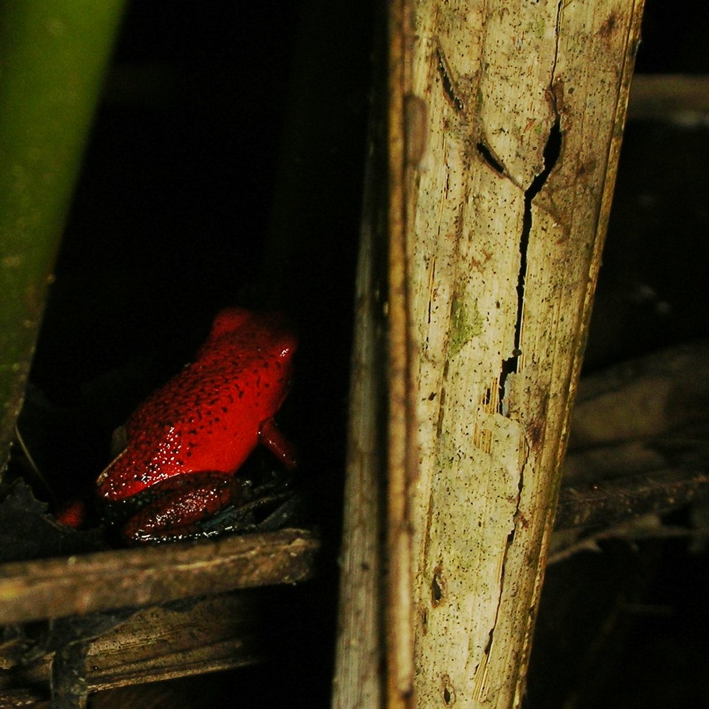 Red Frogs 4 Arrowheads Carlos Baquero Flickr