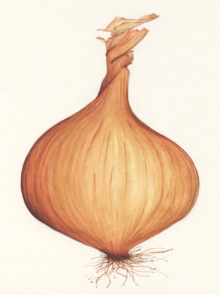 onion 06 B EDM 179 Draw an onion. onion painted in ink bl… Flickr