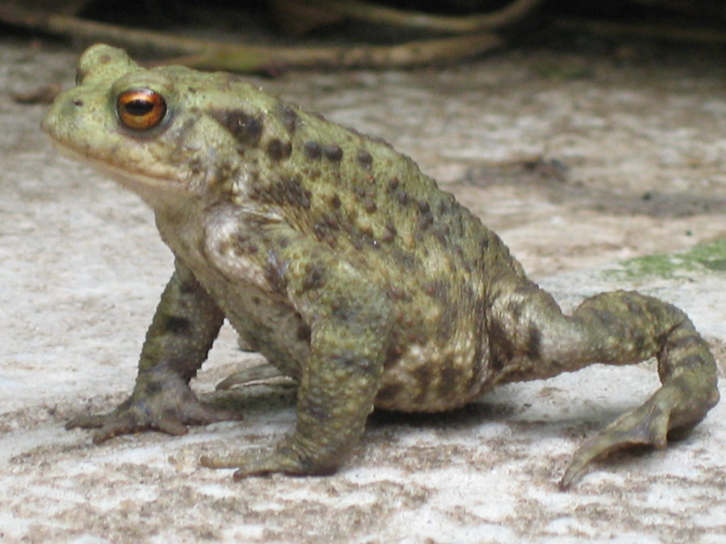 Toad Toad in garden during the day John Beards Flickr