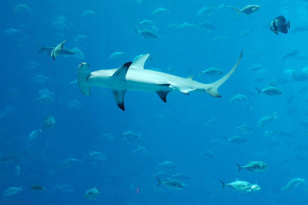 Aquarium Hammerhead Shark Josh Hallett Flickr