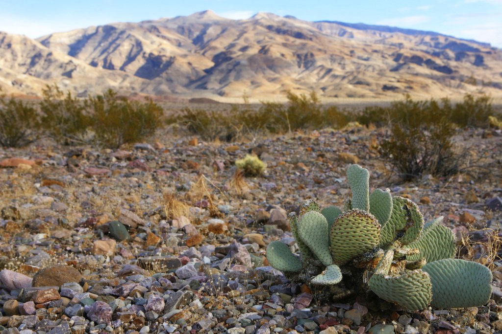 Cactus in Death Valley A lone cactus amoung the colorful r… Flickr