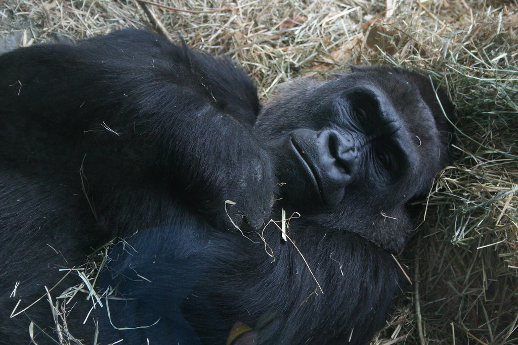 IMG_1917 this gorilla's friend was eating its own poop Fred Jala