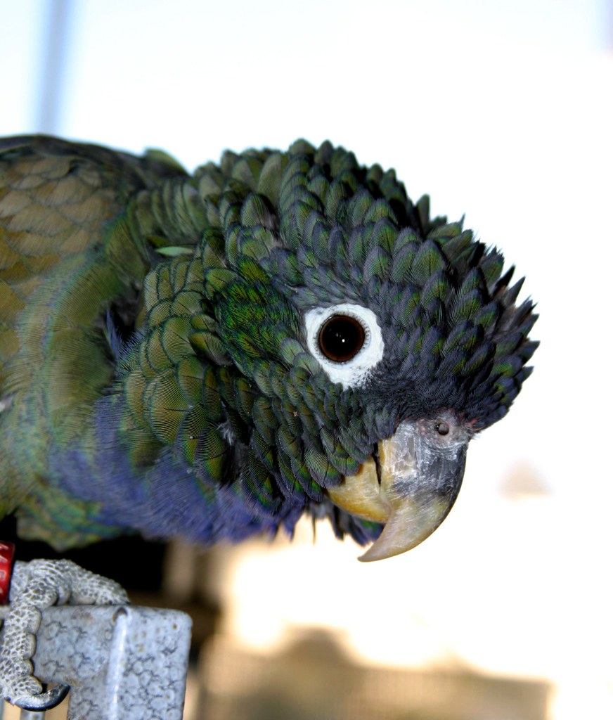 A Pie Eye Close Up He has the most gentle pie eyes. Torri Flickr