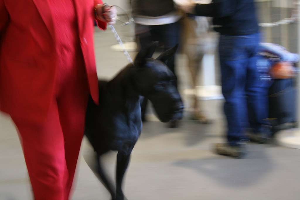 Ventura County Fairgrounds Dog Show January 2007 Dog Show,… Flickr