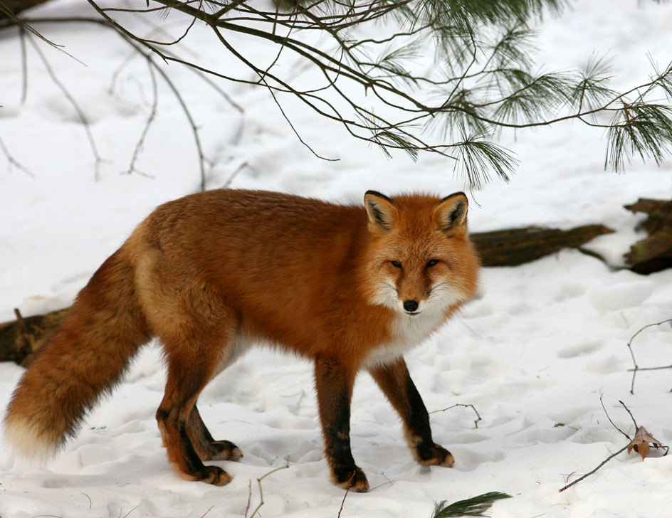Red fox Vermont Ed 802 Flickr