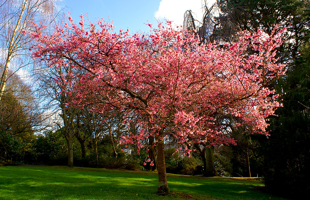 Victoria Gardens Truro_S02331 Valentine's Day in Victoria … Flickr