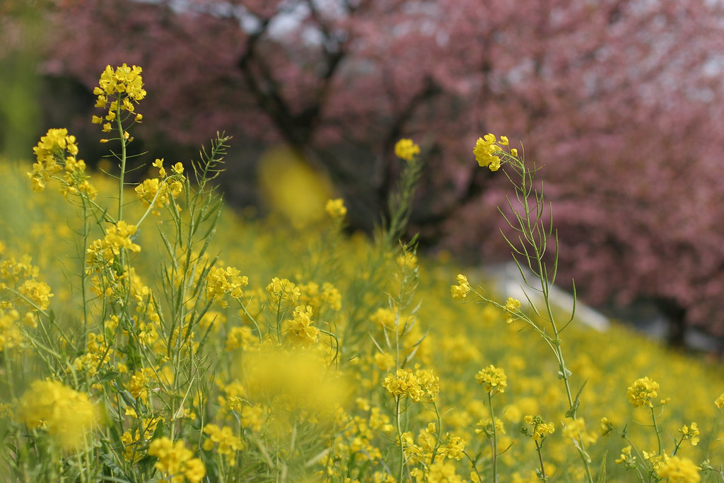field mustard and cherry blossoms The yellow of field must… Flickr