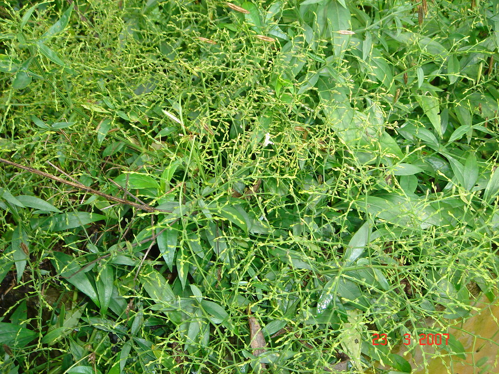 Hempedu bumi Scientific name Andrographis paniculata