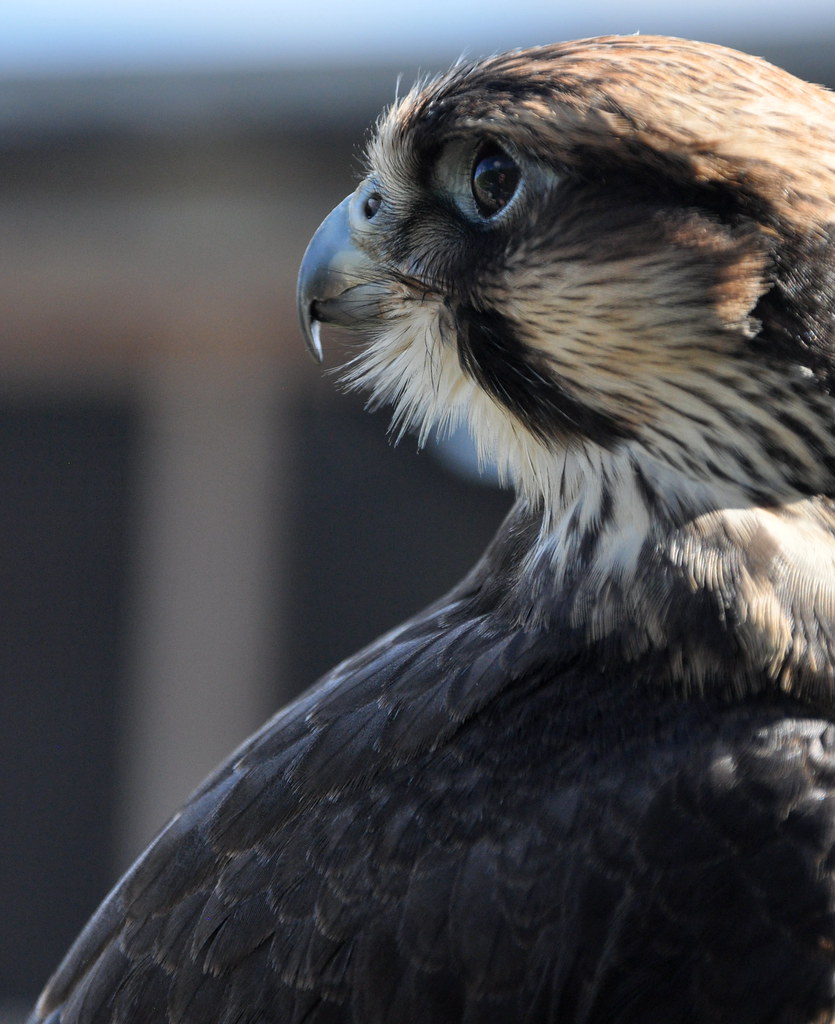 0012 Malta Falconry Centre SKWPhotos Flickr