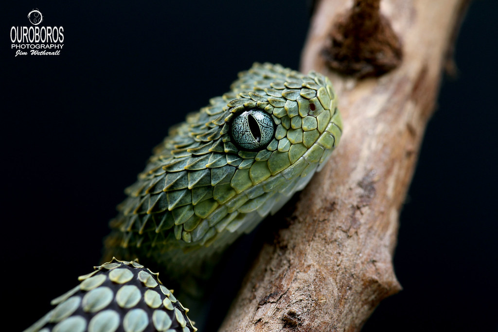 Variable Bush Viper (Atheris squamigera) Jim Wetherall Flickr