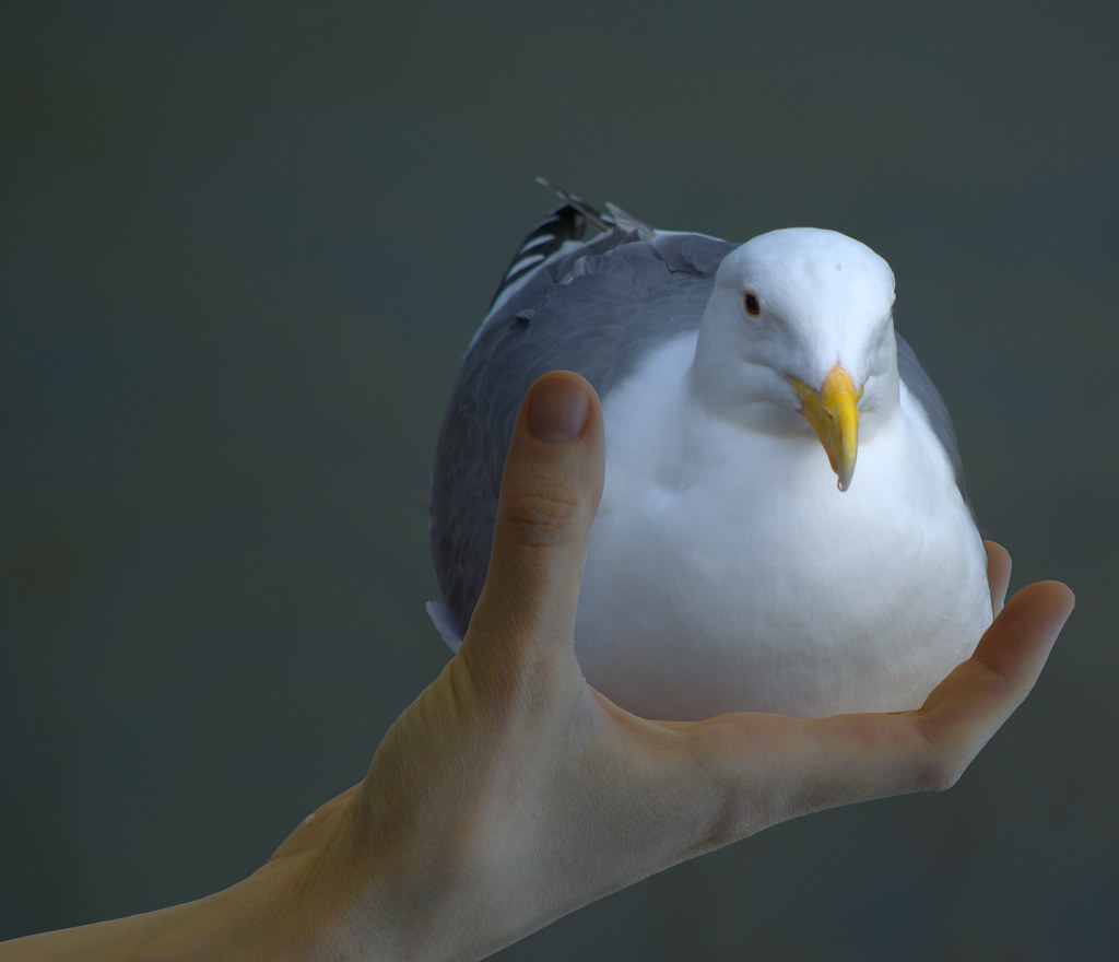 A Bird In Hand A bird in the hand is worth two in the bush… Flickr