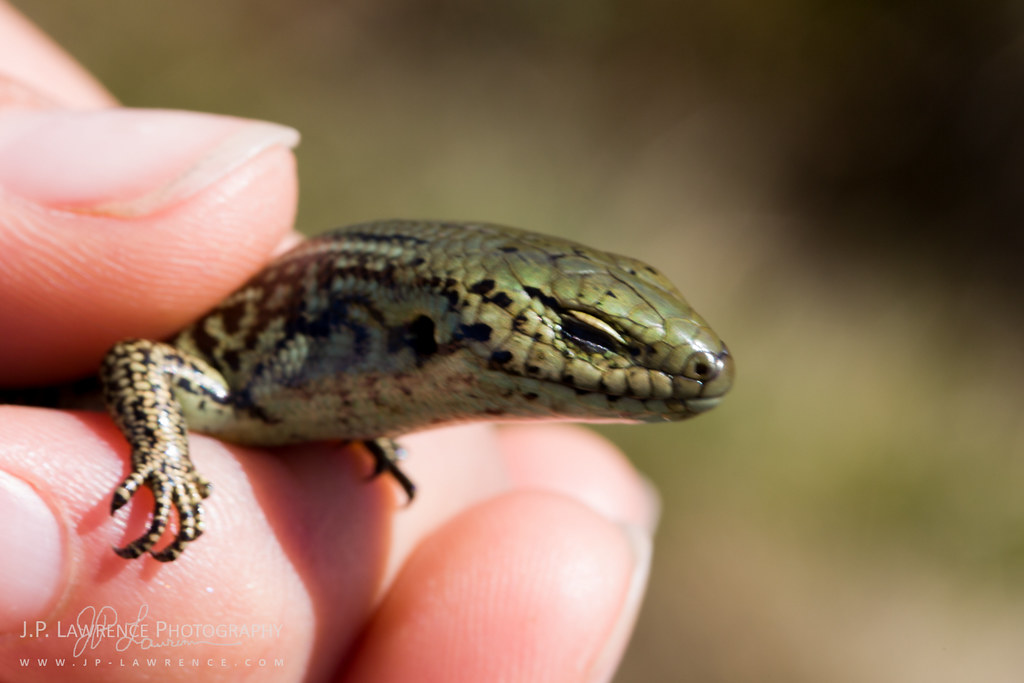 Alpine Water Skink Alpine Water Skink (Eulamprus