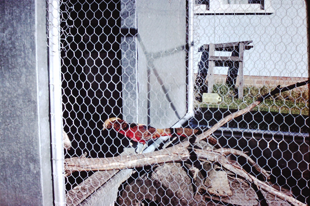 Egyptian Park Zoo courtesy Hankinson family My beautiful p