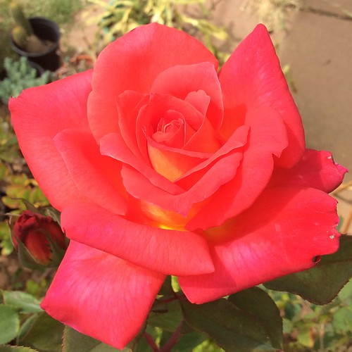 Bright red rose peace patio potted natural rose gard… Flickr
