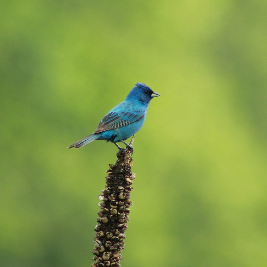 Indigo Bunting Guelph, Ontario Curtis Combdon Flickr