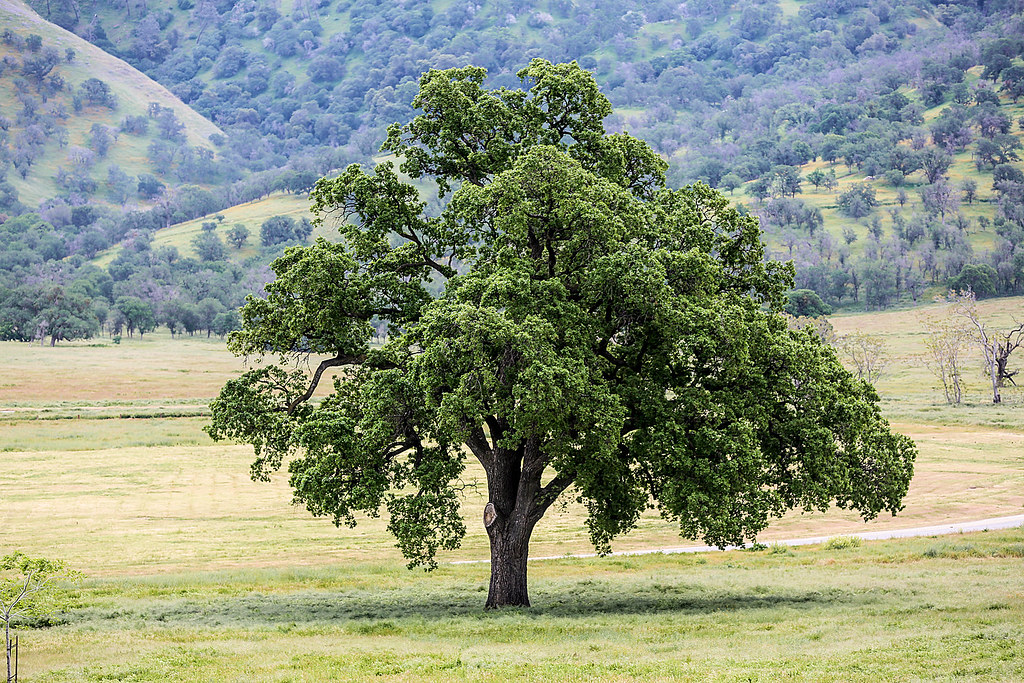 Least You Know The Different Types Of Oak Trees In California SARPO