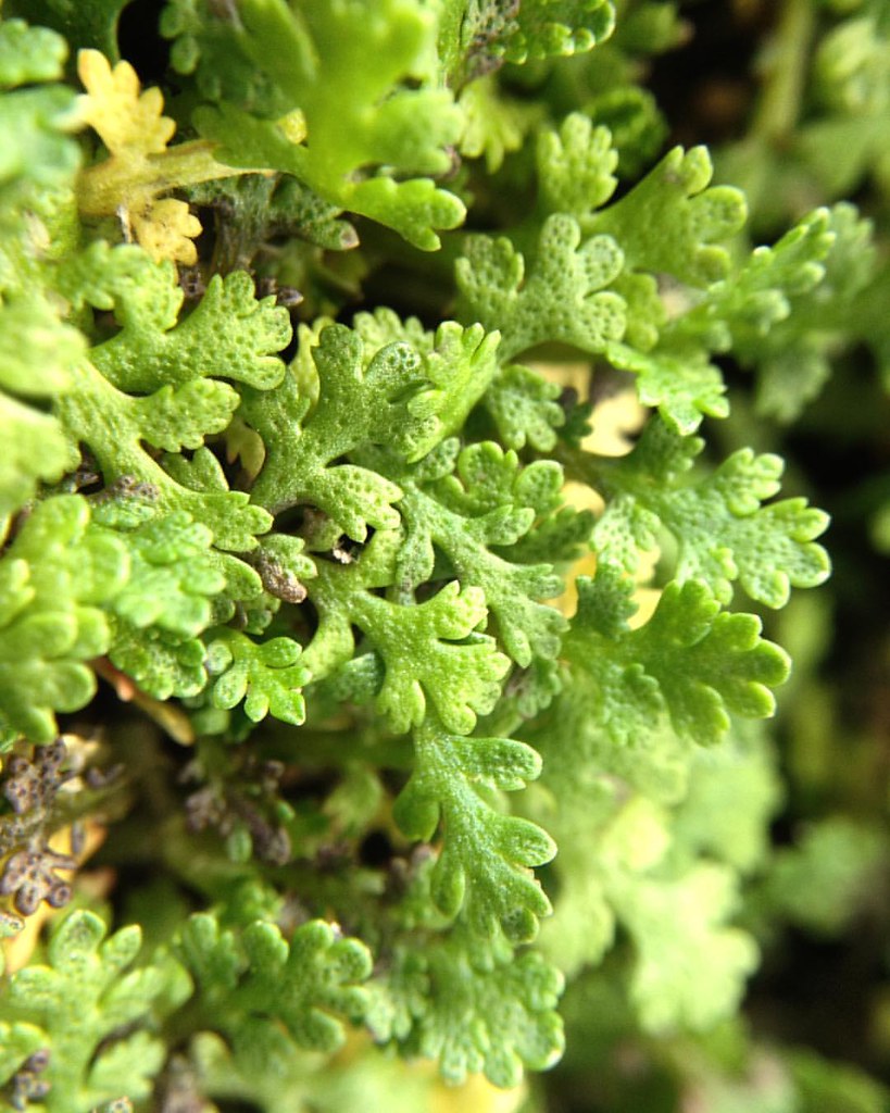 Stepables' Miniature Brass Buttons (Leptinella gruveri), a… Flickr