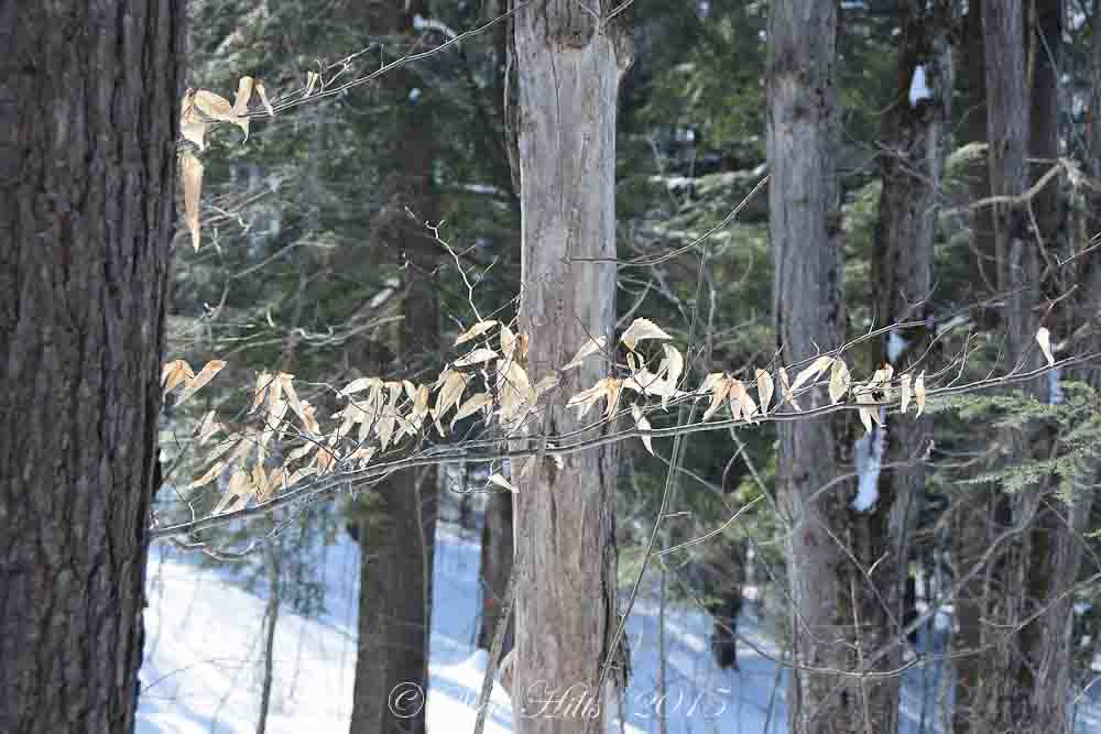 Lower Valley Road Nature Reserve Flickr